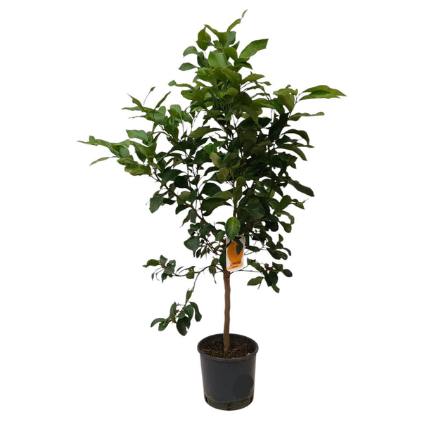 Potted lemon on foot XL - H100 cm