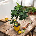 Lamai pe picior - Citrus lemon H60 cm