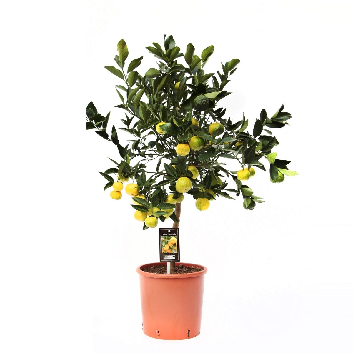 Citrus limetta 'Pursha'