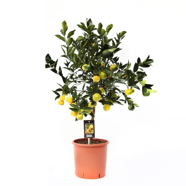 Citrus limetta 'Pursha'