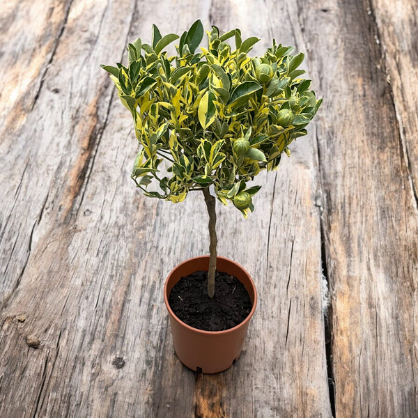 Citrus microcarpa 'Variegata' - calamondin variegat