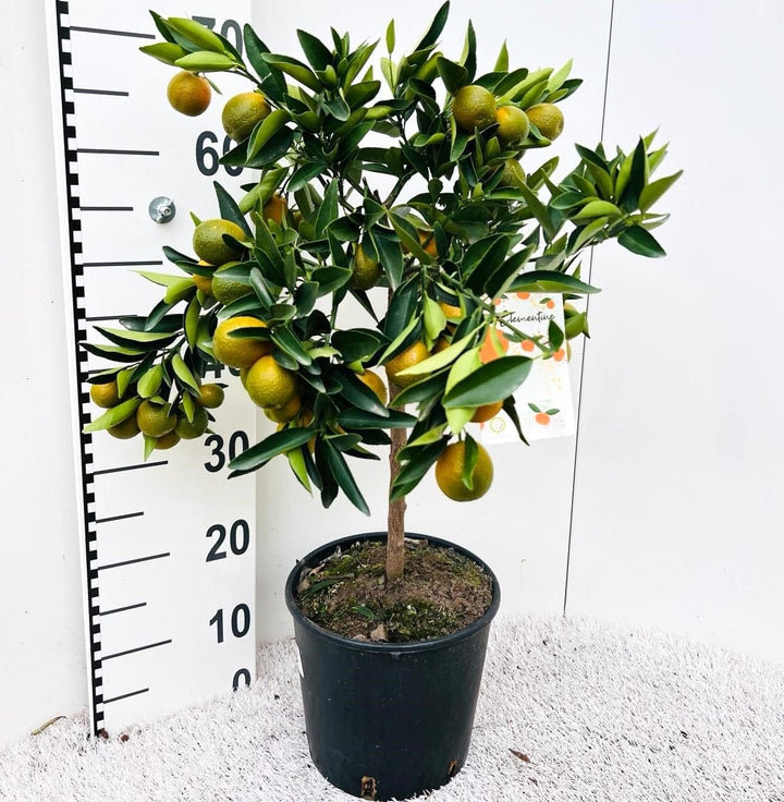 Citrus reticulata 'Clementine' - Clementin in ghiveci