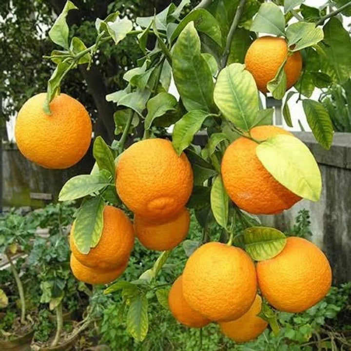 Lamai Volkamer (Citrus volkameriana)