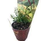 Lamai Kaviar - Citrus australasica (Kaviar-Limette, Fingerlimette) - junge Exemplare