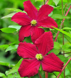 Clematite rosii - Clematis viticella 'Vitiwester'