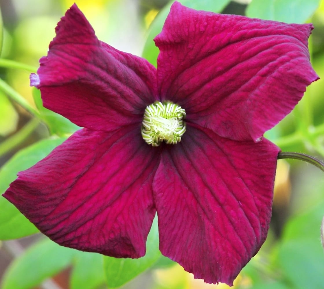 Clematite rosii - Clematis viticella 'Vitiwester'