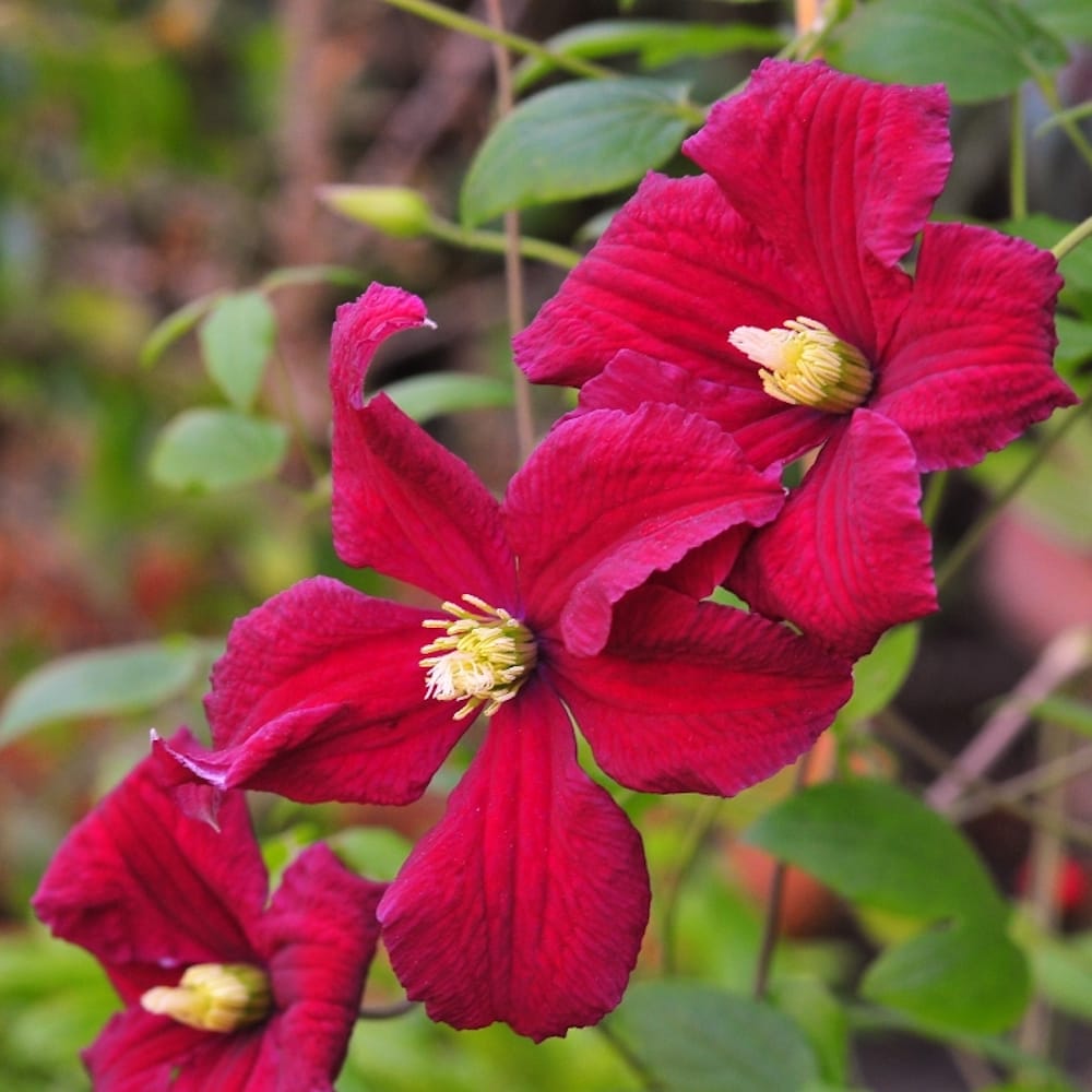 Clematite rosii - Clematis viticella 'Vitiwester'