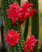 Cleistocactus samaipatanus