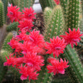 Cleistocactus samaipatanus
