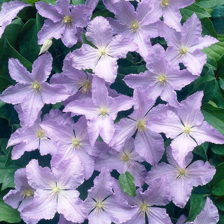 Clematis 'Blekitny Aniol'