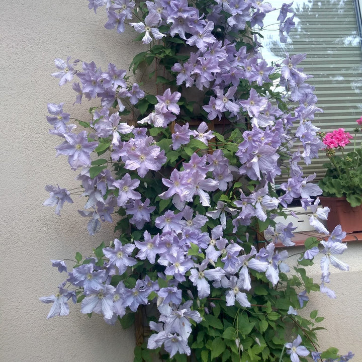 Clematis 'Blekitny Aniol'