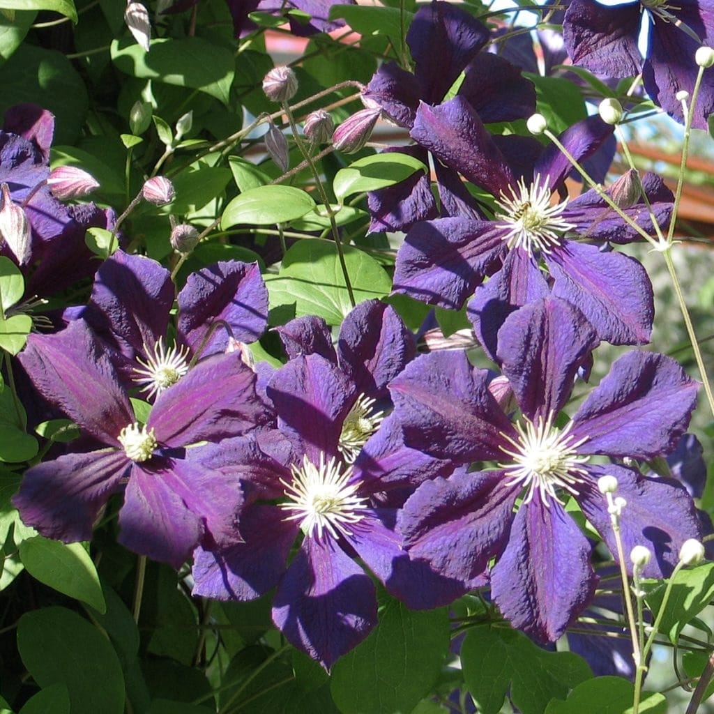 Clematite cu infloriri abundente - Clematis viticella 'Blue Belle' (Viticella Group)