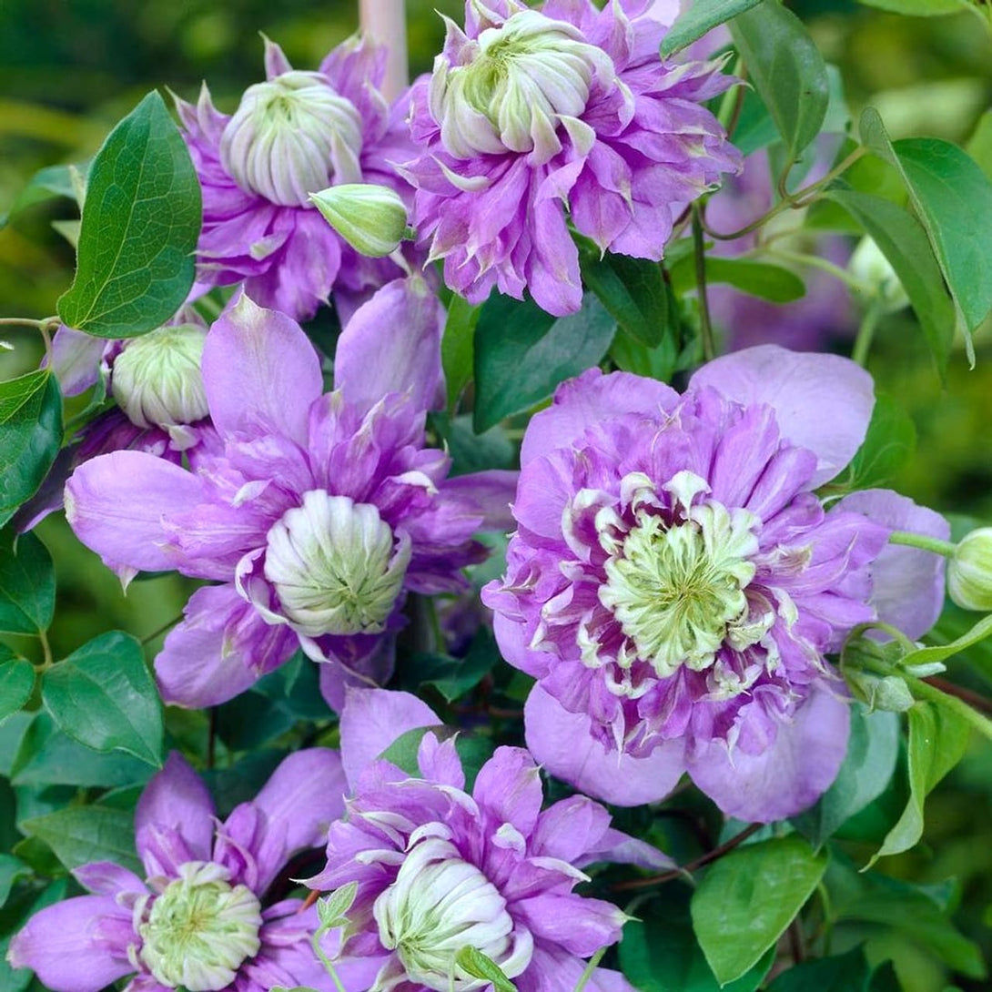 Clematis 'Blue Light'