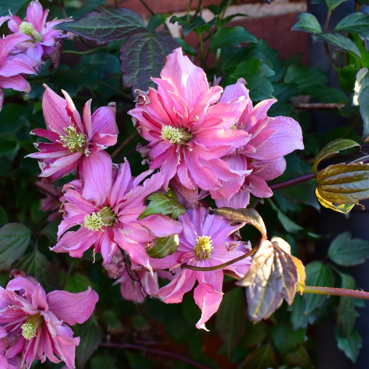 Clematite parfumate - Clematis montana 'Broughton Star'