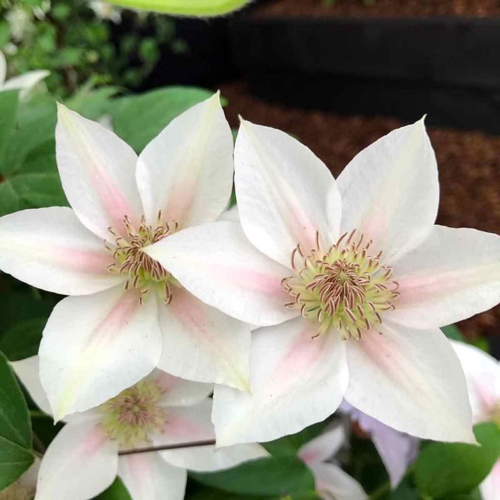 Clematis 'Corinne' (Boulevard - 'Evipo063')