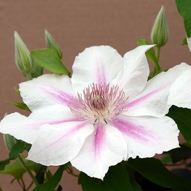 Clematis 'Corinne' (Boulevard - 'Evipo063')