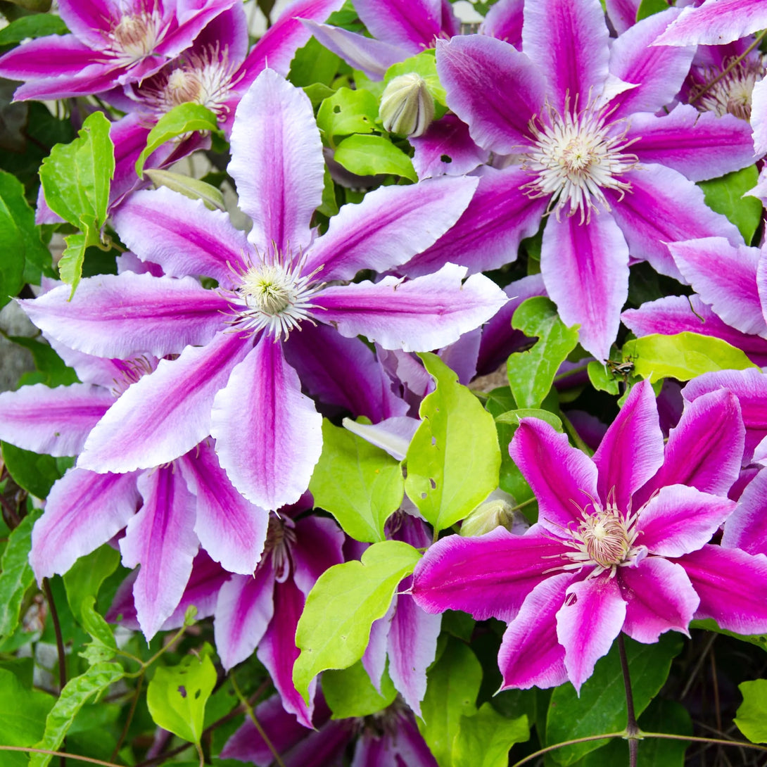 Clematite - Clematis 'Dr. Ruppel'