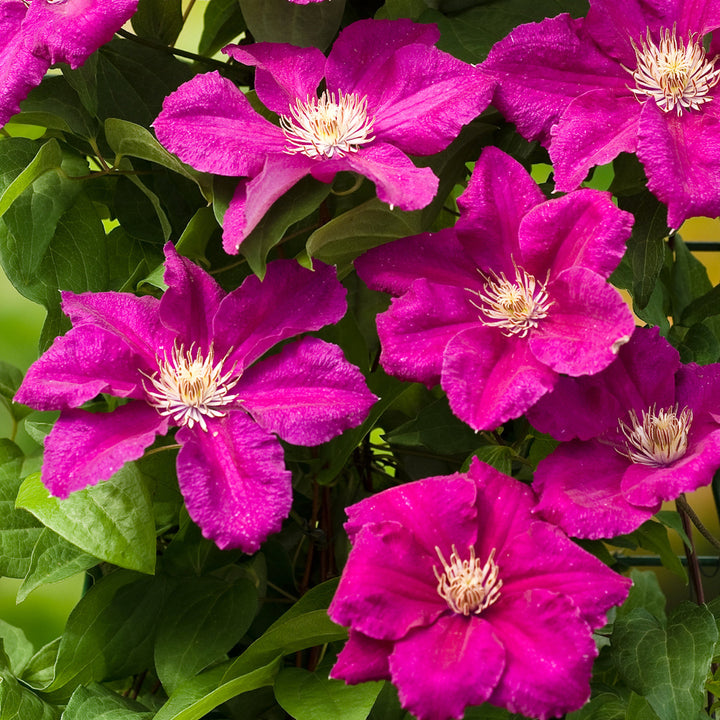 Clematite - Clematis 'Ernest Markham'