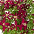 Clematis viticella 'Glorious Red' (Zo23015)