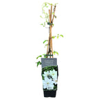 Clematis 'Gladys Picard'