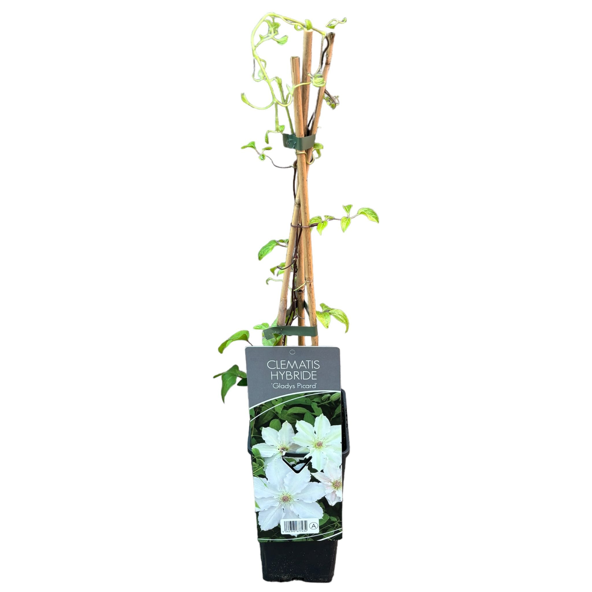 Clematis 'Gladys Picard'