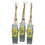 Clematis tangutica 'Golden Harvest'