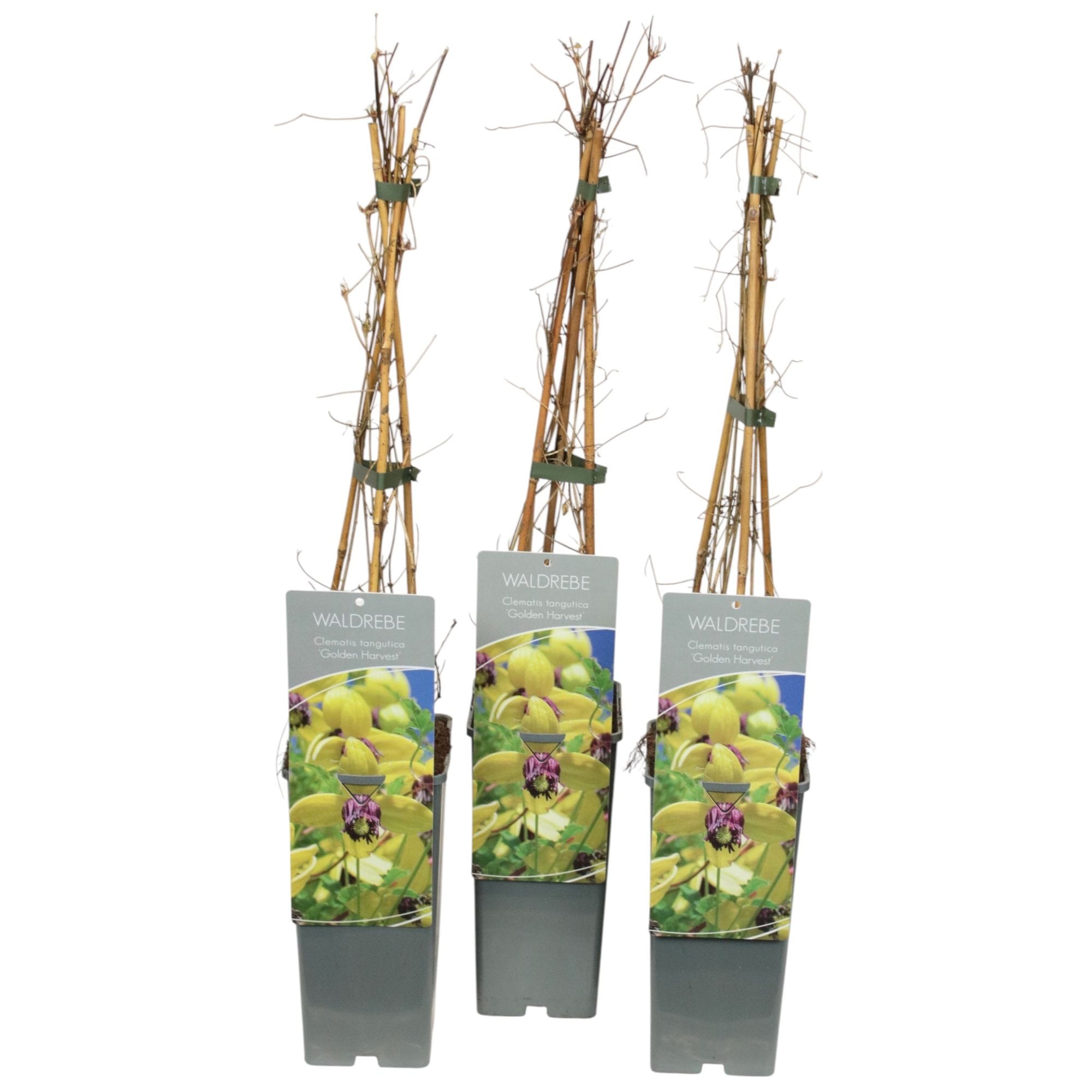 Clematis tangutica 'Golden Harvest'