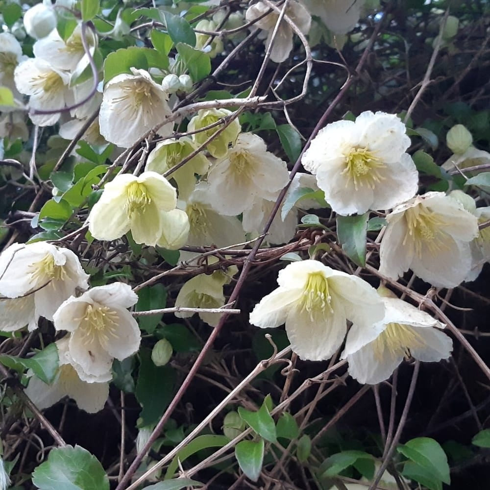 Clematis Jingle Bells