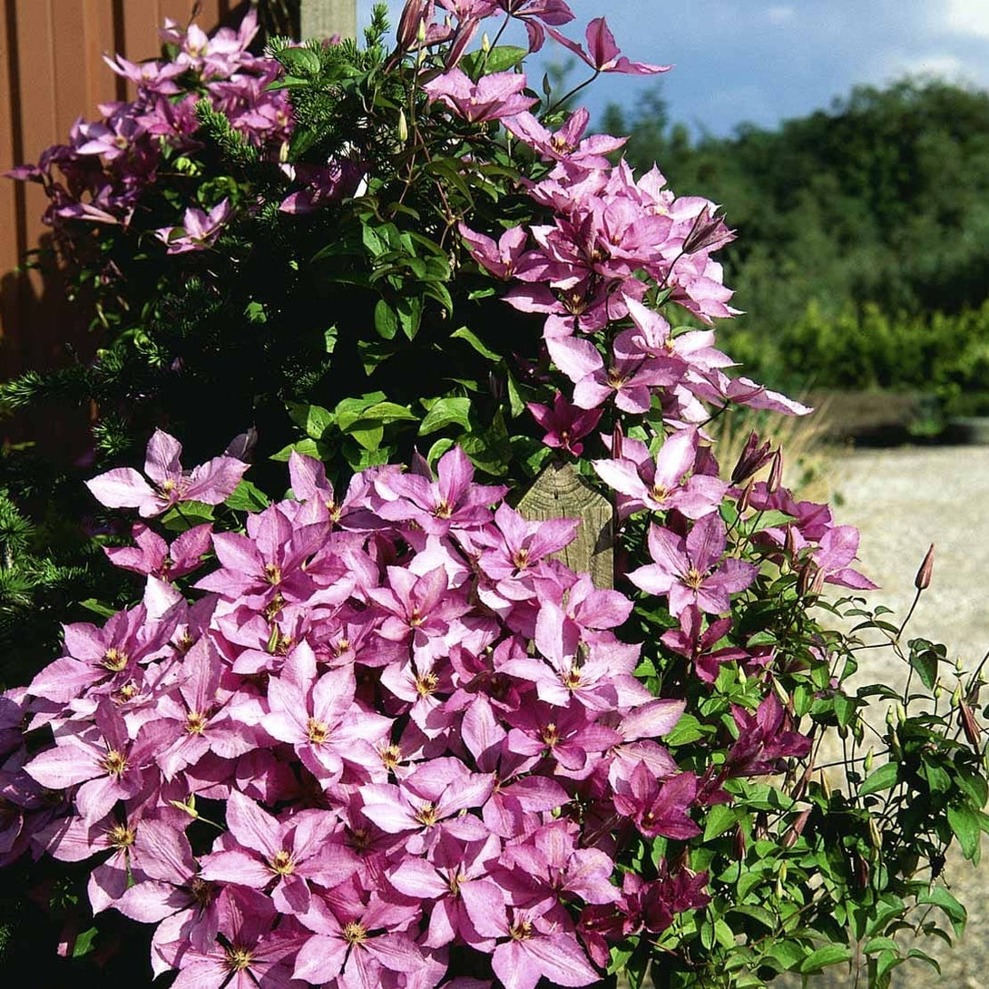 Clematis 'Margaret Hunt'