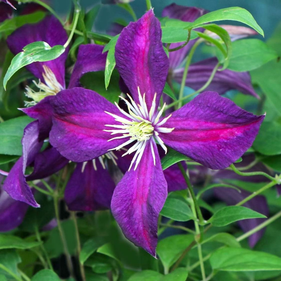 Clematis viticella 'Mikelite' 