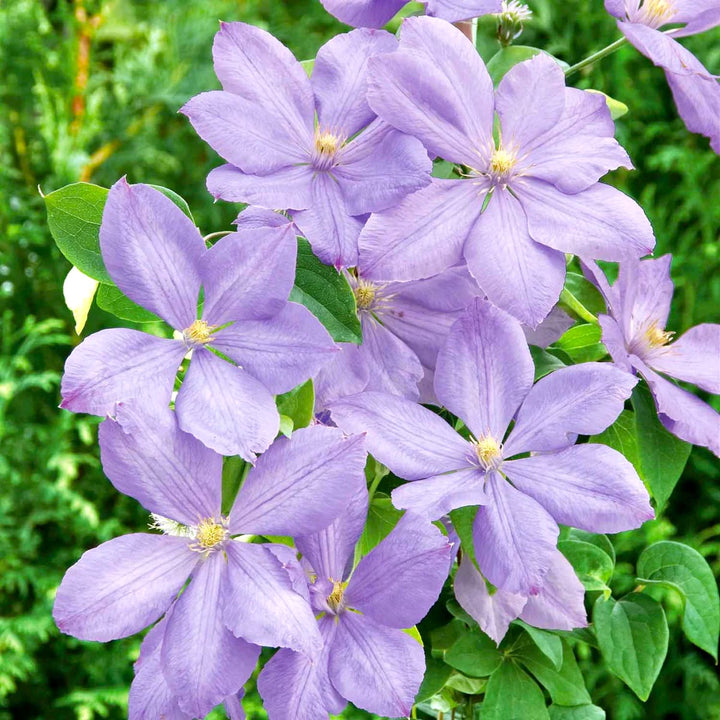 Clematis 'Mrs. Cholmondeley'