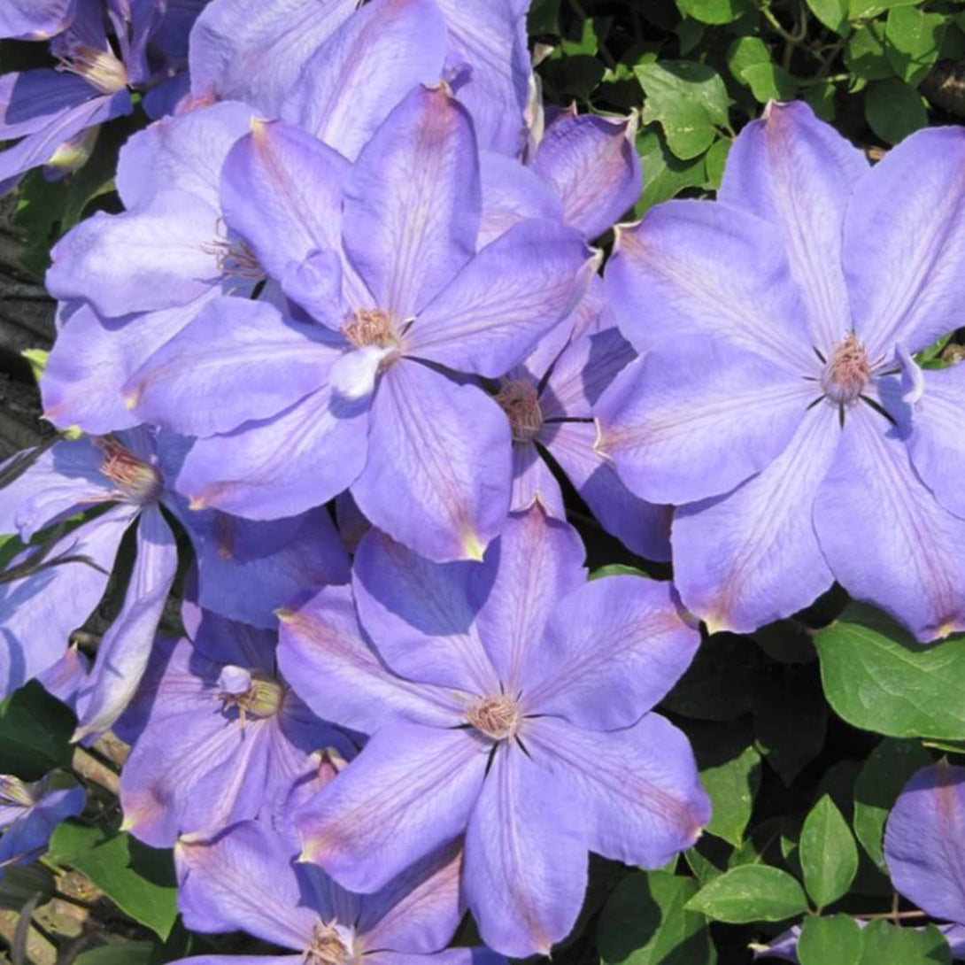 Clematis 'Mrs. Cholmondeley'