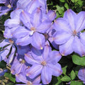 Clematis 'Mrs. Cholmondeley'