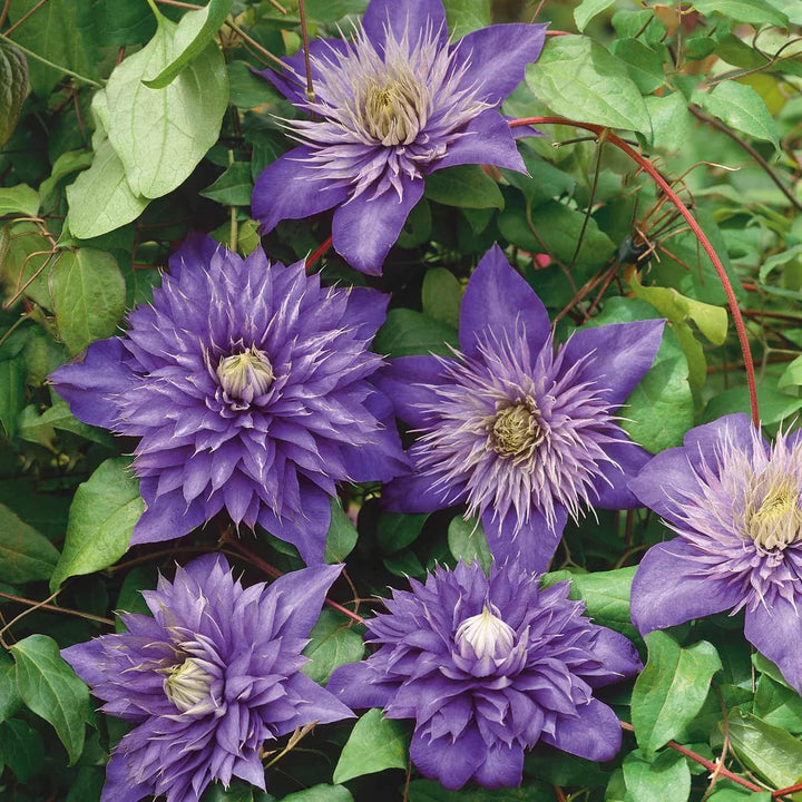 Clematite - Clematis 'Multi Blue'