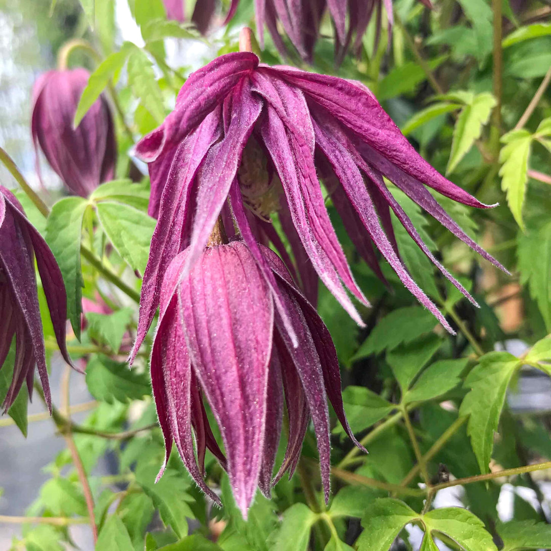 Clematis macropetala 'Octopus'