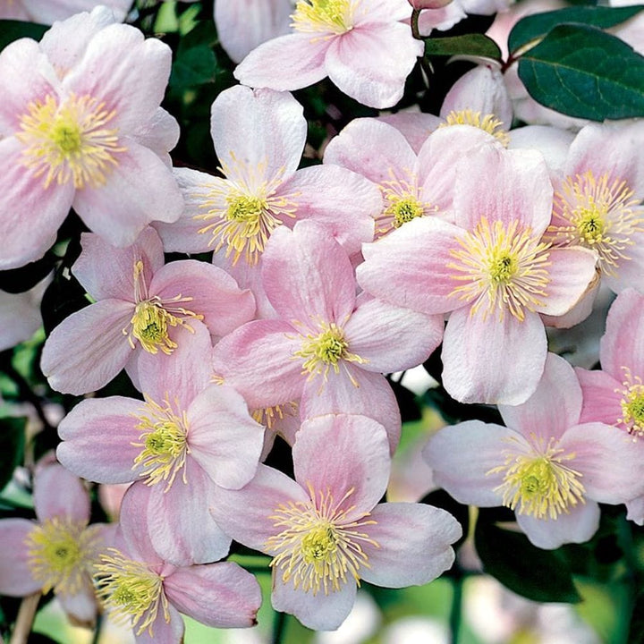 Clematis montana 'Pink Perfection'