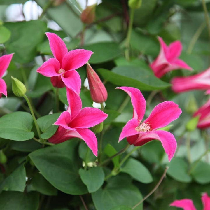 Clematite - Clematis 'Princess Diana' (Royal Collection)