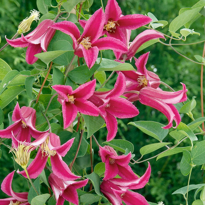 Clematite - Clematis 'Princess Diana' (Royal Collection)