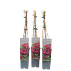 Clematis 'Purpurea Plena Elegans'