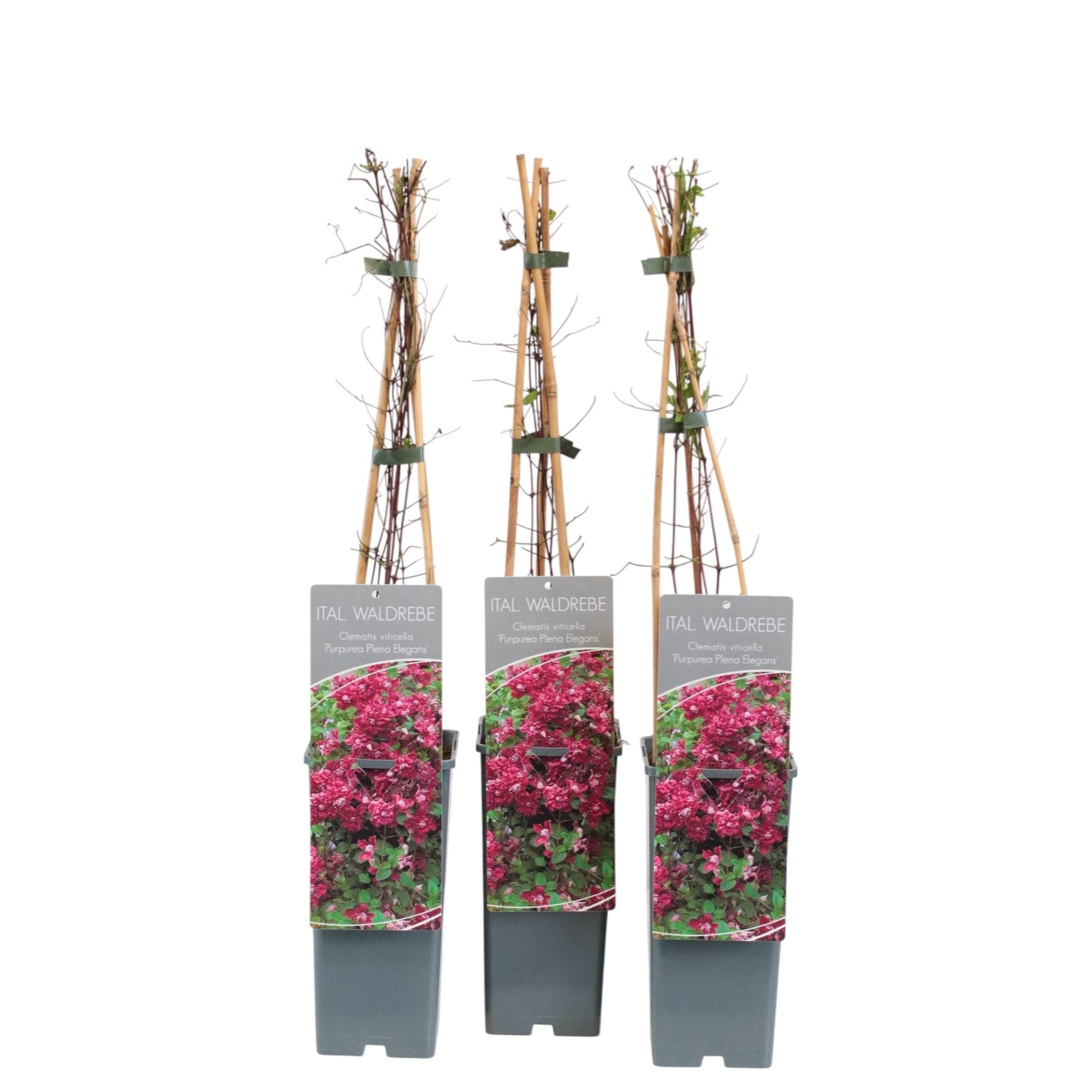 Clematis 'Purpurea Plena Elegans'