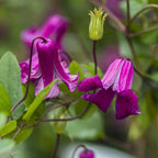 Clematis 'Queen Mother'