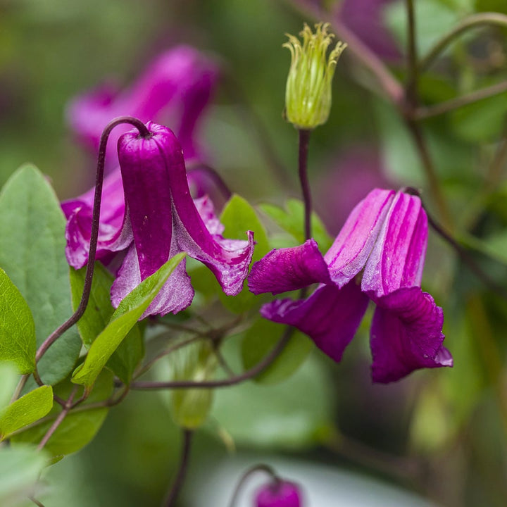 Clematis 'Queen Mother'