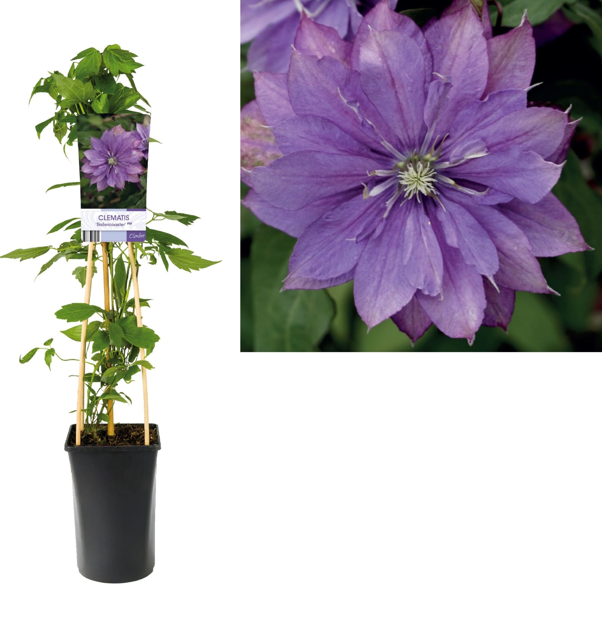 Clematis 'Rollercoaster' - clematite cu flori mari si duble, mov 