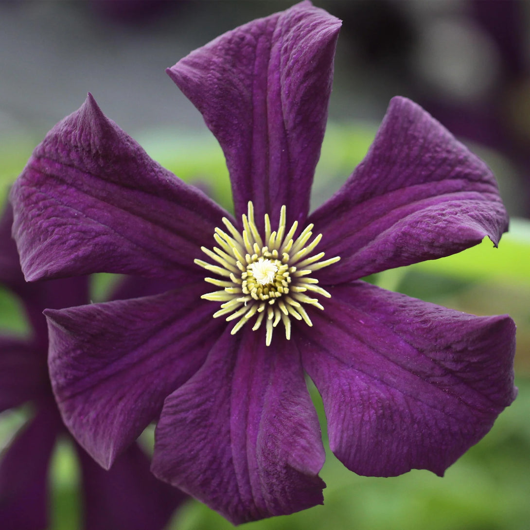 Clematis 'Romantika'