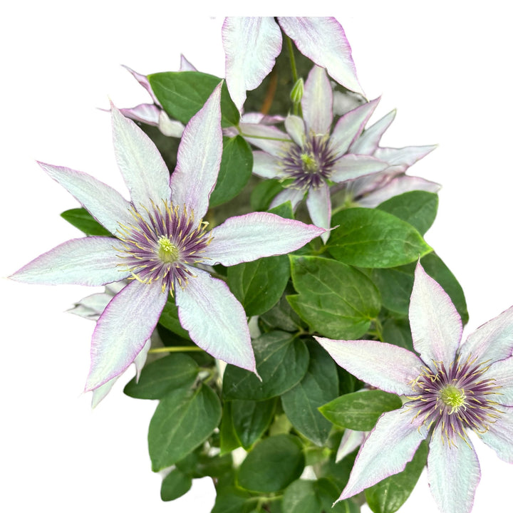 Clematis 'Samaritan Jo' (Evipo018)