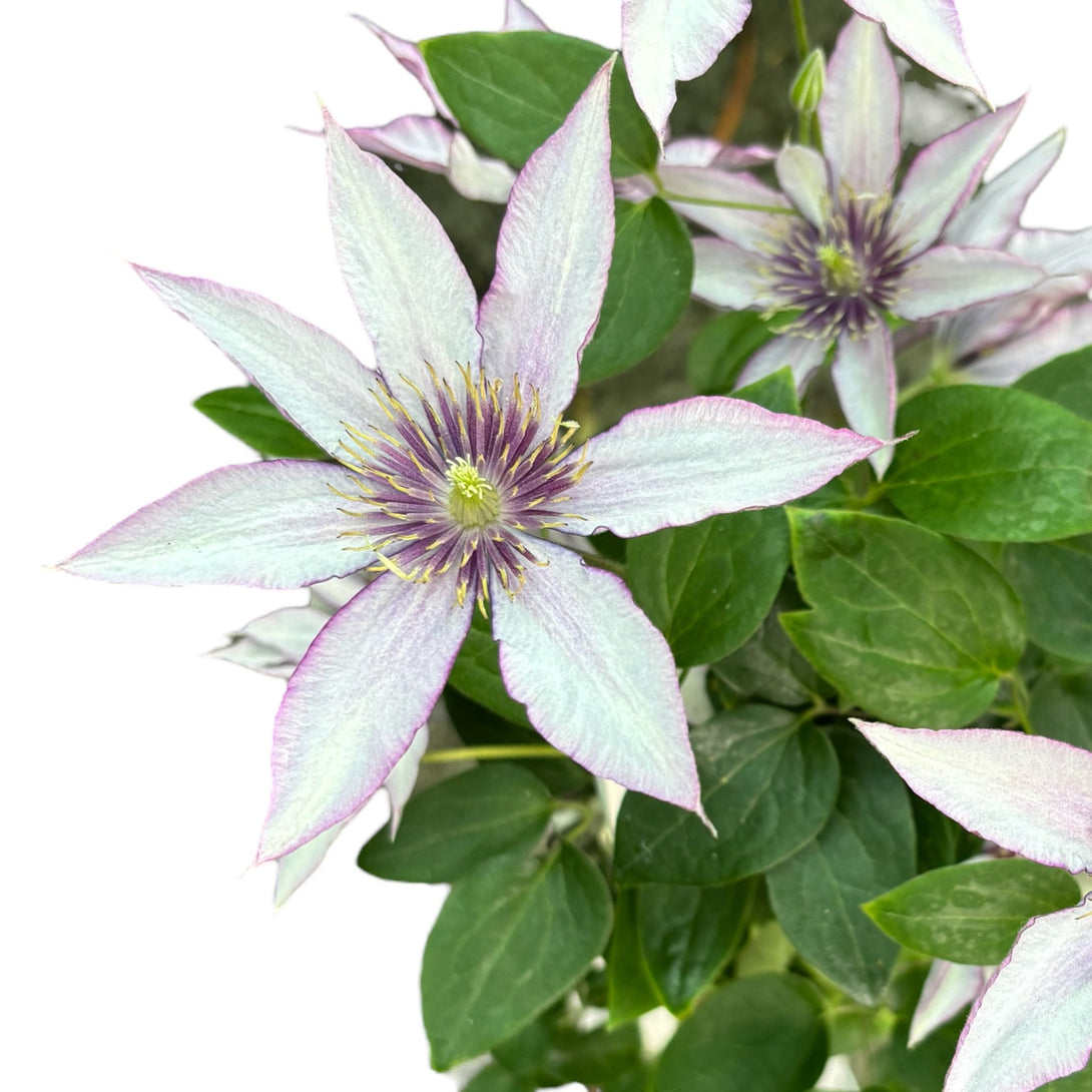 Clematis 'Samaritan Jo' (Evipo018)