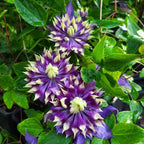 Clematis Taiga