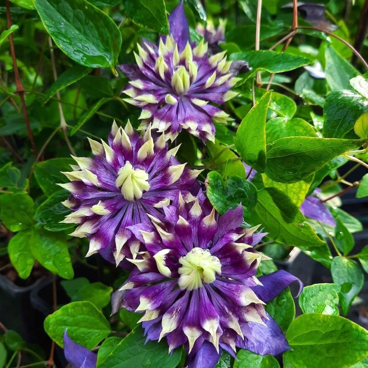 Clematis Taiga