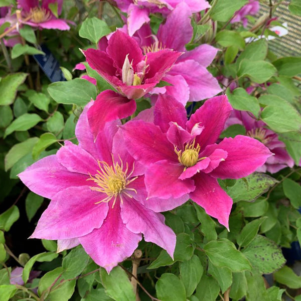 Clematis 'Vicki' (Evipo0114)