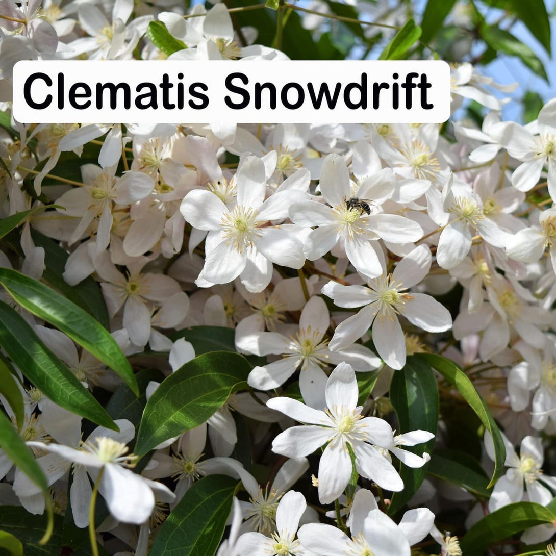 Clematis armandii 'Snowdrift'